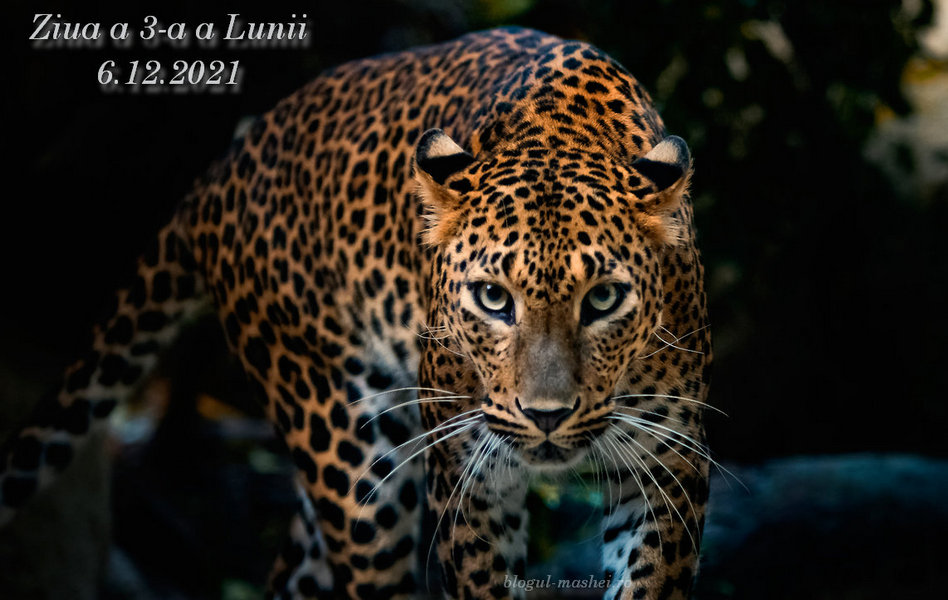 Protejat: Previziuni astro-energetice pentru luni, 6 decembrie 2021